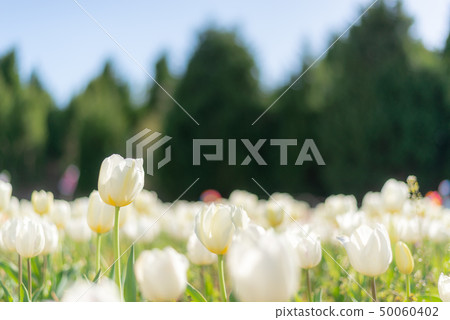 Tulip field 50060402