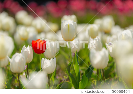 Tulip field 50060404