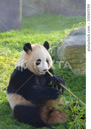Giant panda (Momohama) of the adventure world of Nanki Shirahama in Wakayama Prefecture 50060599