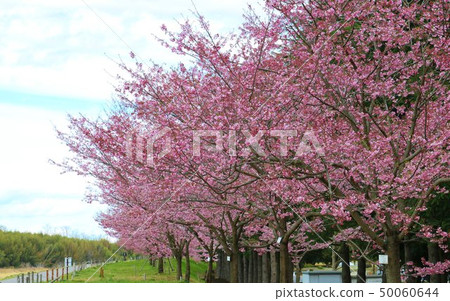 櫻花景觀盛開的Shikawa Riverbed Tochigi 50060644