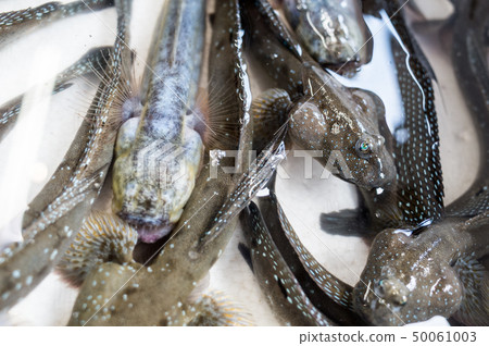 Grotesque fish 50061003