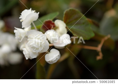 Rose bloom white begonia flower Rose bloom white begonia flower 50061085