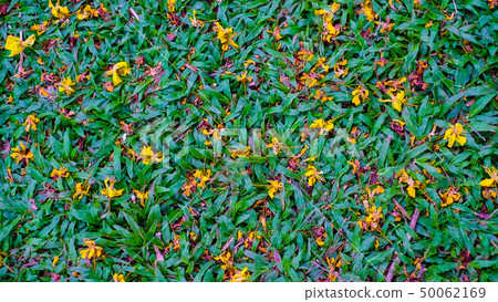 Yellow flowers on Isolated white background Yellow flowers on Isolated white background 50062169