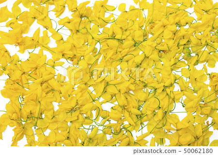 Yellow flowers on Isolated white background Yellow flowers on Isolated white background 50062180
