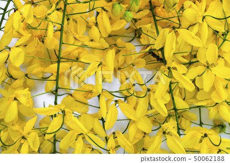 Yellow flowers on Isolated white background Yellow flowers on Isolated white background 50062188