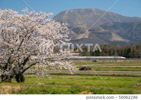 東海道新幹線和櫻花 50062286
