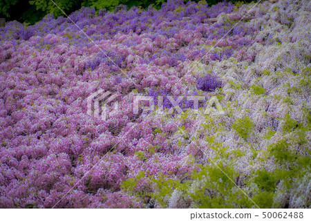 Kawachi Fujino Fujino Flower Kawachi Fujino Fujino Flower 50062488