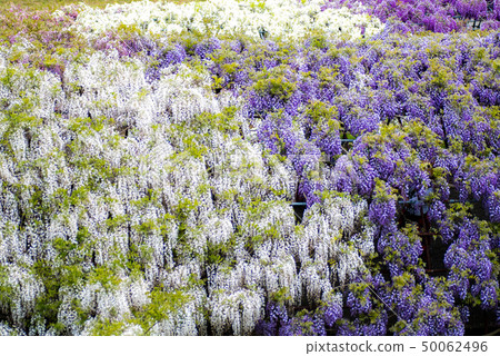 河內藤野藤野花 河內藤野藤野花 50062496