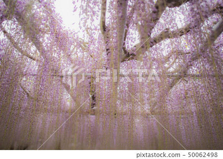 Kawachi Fujino Fujino Flower 50062498