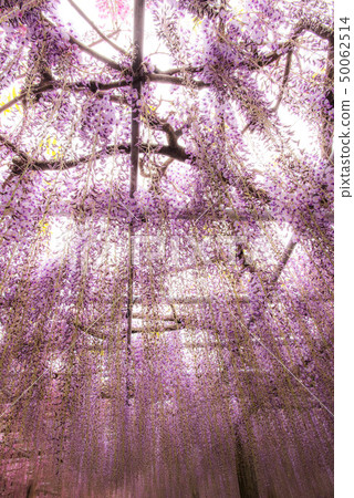 河內藤野藤野花 50062514