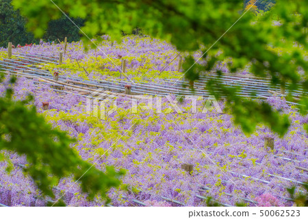 Kawachi Fujino Fujino Flower 50062523