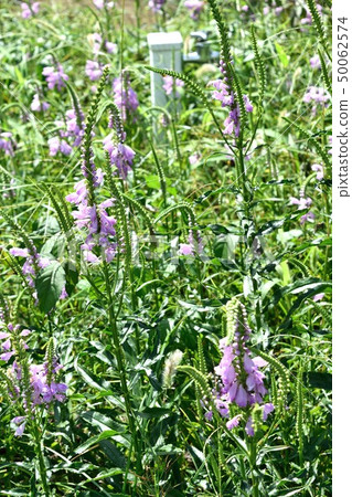 Hanatoranoo light purple flower 50062574