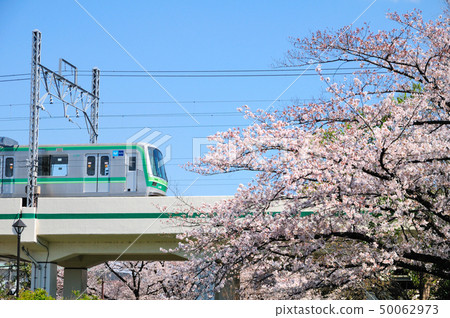 Cherry blossoms in full bloom and Tokyo Metro Chiyoda Line Series 05 trains 50062973