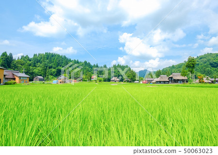夏天的鄉村景觀(蘆之島環村) 夏天的鄉村景觀(蘆之島環村) 50063023