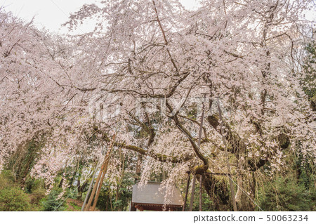 Lucky Temple of Spring 50063234