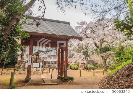 Lucky Temple of Spring 50063243