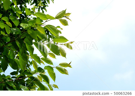 與春天陽光的一棵樹 與春天陽光的一棵樹 50063266