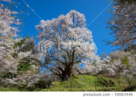 千年櫻花 50063446