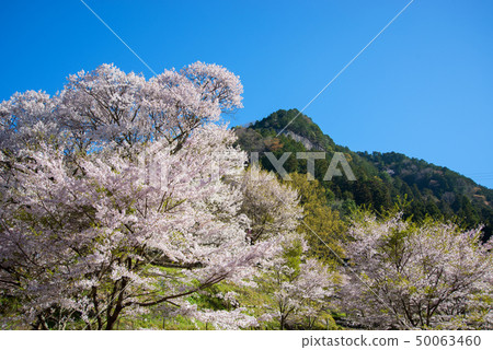 千年櫻花 50063460