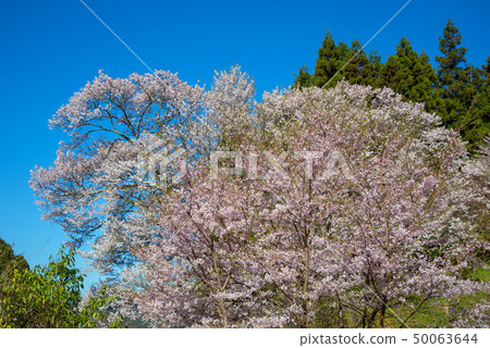 千年櫻花 50063644