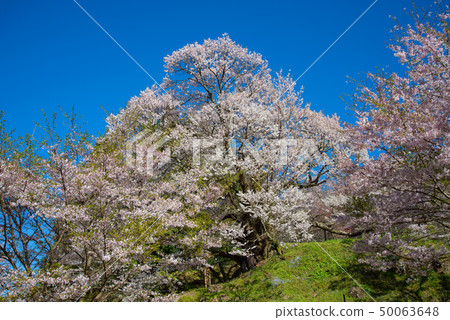 千年櫻花 50063648