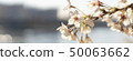 沿河的櫻花樹在4月 50063662