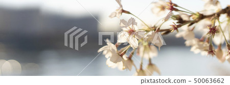 沿河的櫻花樹在4月 沿河的櫻花樹在4月 50063662