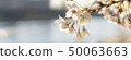 沿河的櫻花樹在4月 50063663