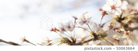 沿河的櫻花樹在4月 沿河的櫻花樹在4月 50063664