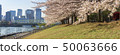 沿河的櫻花樹在4月 50063666