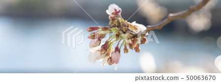 沿河的櫻花樹在4月 沿河的櫻花樹在4月 50063670