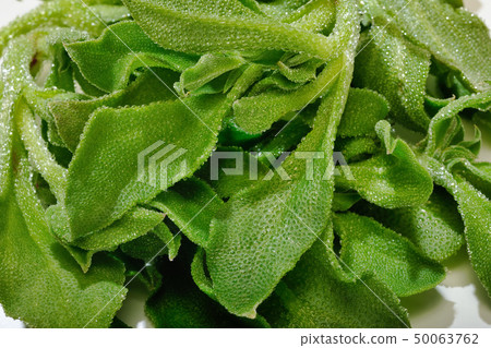 Ice plant 50063762
