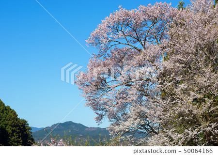 千年櫻花 千年櫻花 50064166