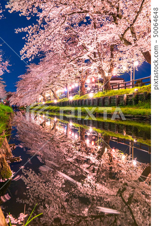 “埼玉縣”川越和Shinkawagishigawa的夜櫻花 50064648