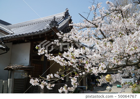 [四國88寺] 愛媛縣西條市吉祥寺本坊63號和吉野櫻花 50064767