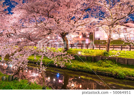 "Saitama Prefecture" The night cherry blossoms of Kawagoe and Shinkawagishigawa "Saitama Prefecture" The night cherry blossoms of Kawagoe and Shinkawagishigawa 50064951