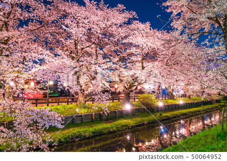 “埼玉縣”川越和Shinkawagishigawa的夜櫻花 “埼玉縣”川越和Shinkawagishigawa的夜櫻花 50064952