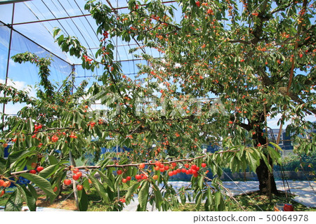 cherry, cherries, satonishiki cherry 50064978