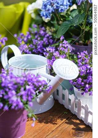 Spring gardening, plant, tools, flowers Spring gardening, plant, tools, flowers 50064987