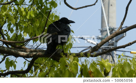 Frightening crow Frightening crow 50065056