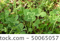Four-leaf clover in a nearby park 50065057