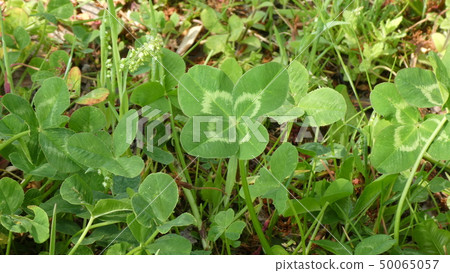 Four-leaf clover in a nearby park 50065057
