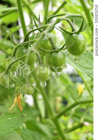 櫻桃番茄未成熟的西紅柿 櫻桃番茄未成熟的西紅柿 50065058