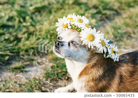 A cute little dog chihuahua with a wreath of chamomile on her head sits in the sun in the meadow A cute little dog chihuahua with a wreath of chamomile on her head sits in the sun in the meadow 50065435