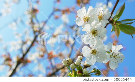 Blooming tree against the blue sky. beautiful flowers on a branch in the spring park 50065444