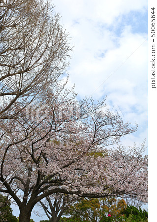 Yokohama · Yamashita Park 50065644