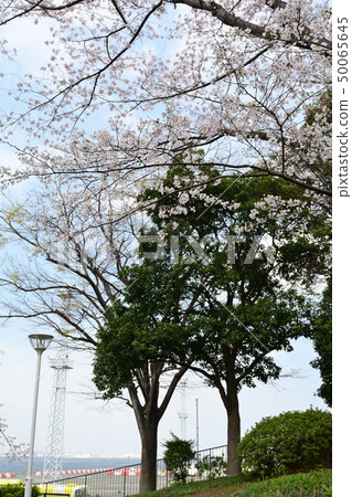 Yokohama · Yamashita Park 50065645