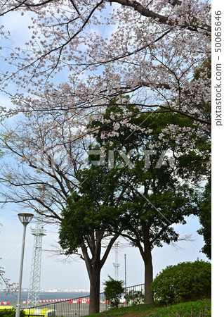 Yokohama · Yamashita Park 50065646