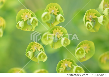 Spring flower "Eufolbia Urufeni" 50065845