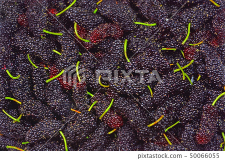 The fruit of a mulberry tree that is attracting attention as a health food. The fruit of a mulberry tree that is attracting attention as a health food. 50066055